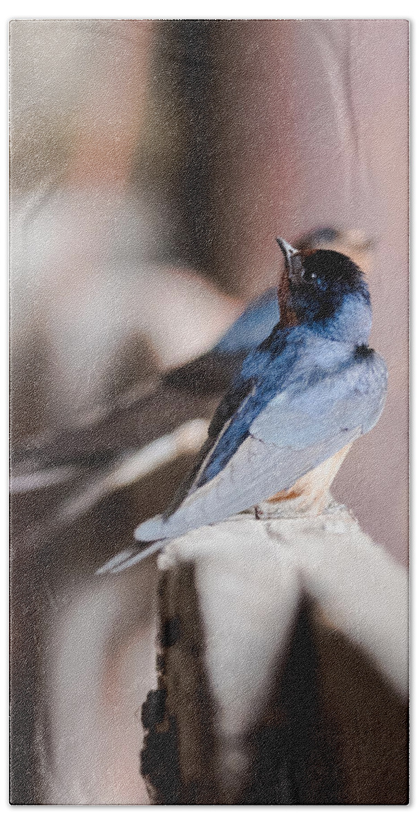 Barn Swallows Bath Towel featuring the photograph Barn Swallows by Holden The Moment