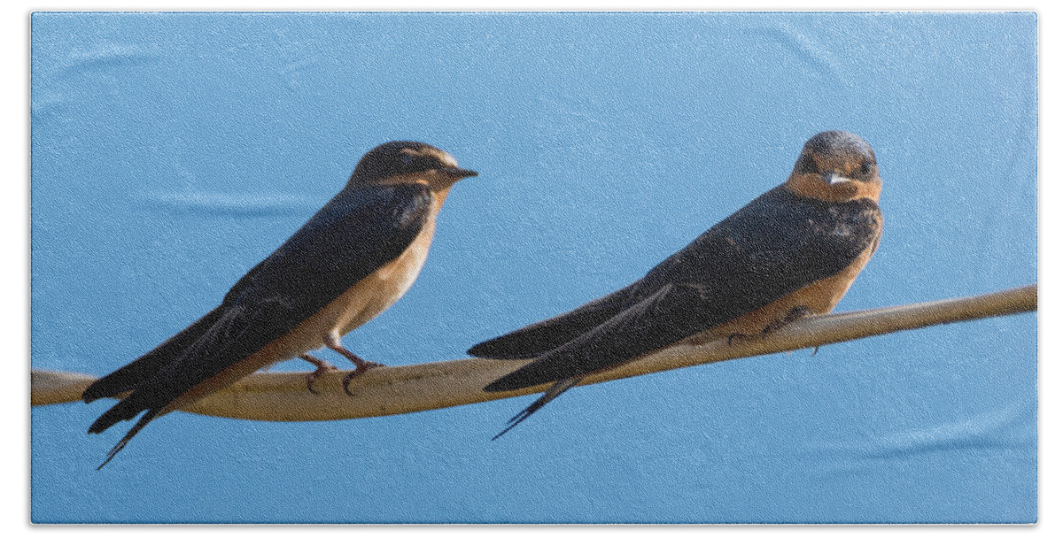 Barn Swallows Bath Towel featuring the photograph Barn Swallows by Holden The Moment