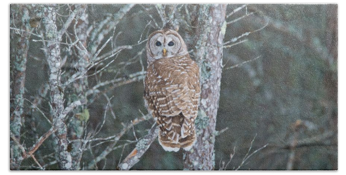  Barred Owl Hand Towel featuring the photograph Barred Owl 1396 by Michael Peychich