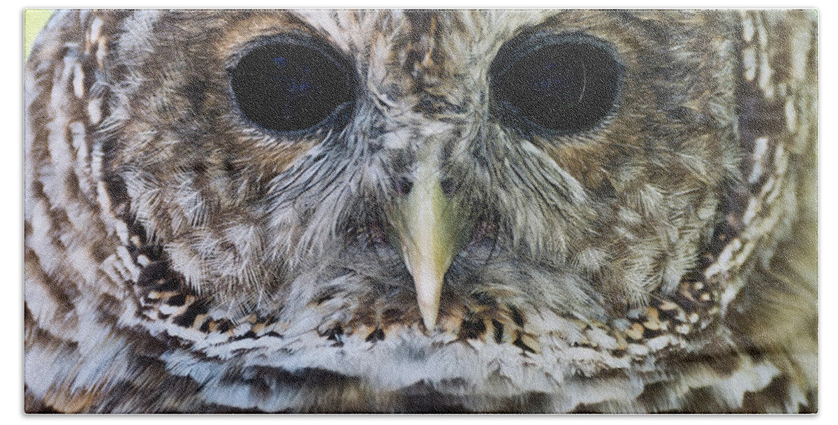 Barred Owl Hand Towel featuring the photograph Barred Owl Closeup by Patrick Wolf