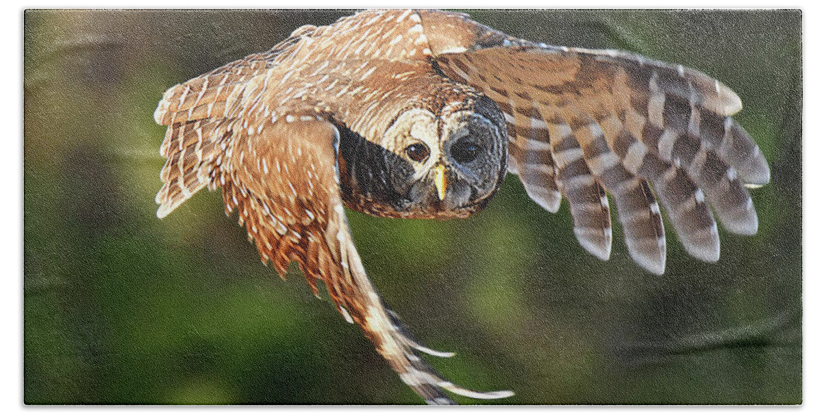 Bird Bath Towel featuring the photograph Barred Owl Flying toward You by Alan Lenk