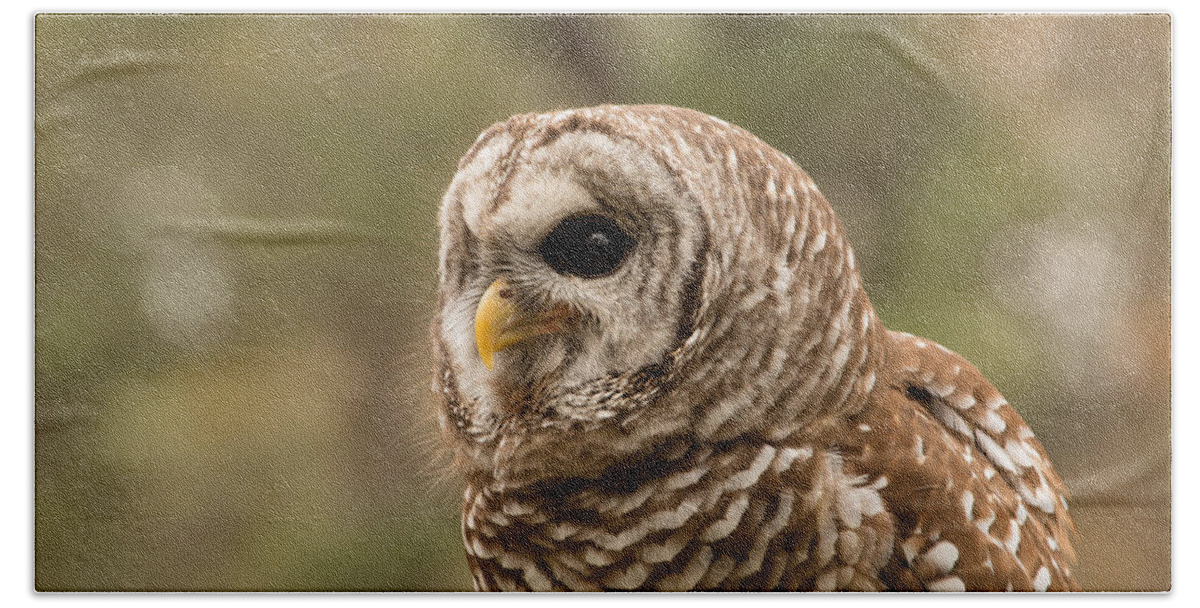 Owl Hand Towel featuring the photograph Barred Owl - Isnt She Lovely by Christy Cox