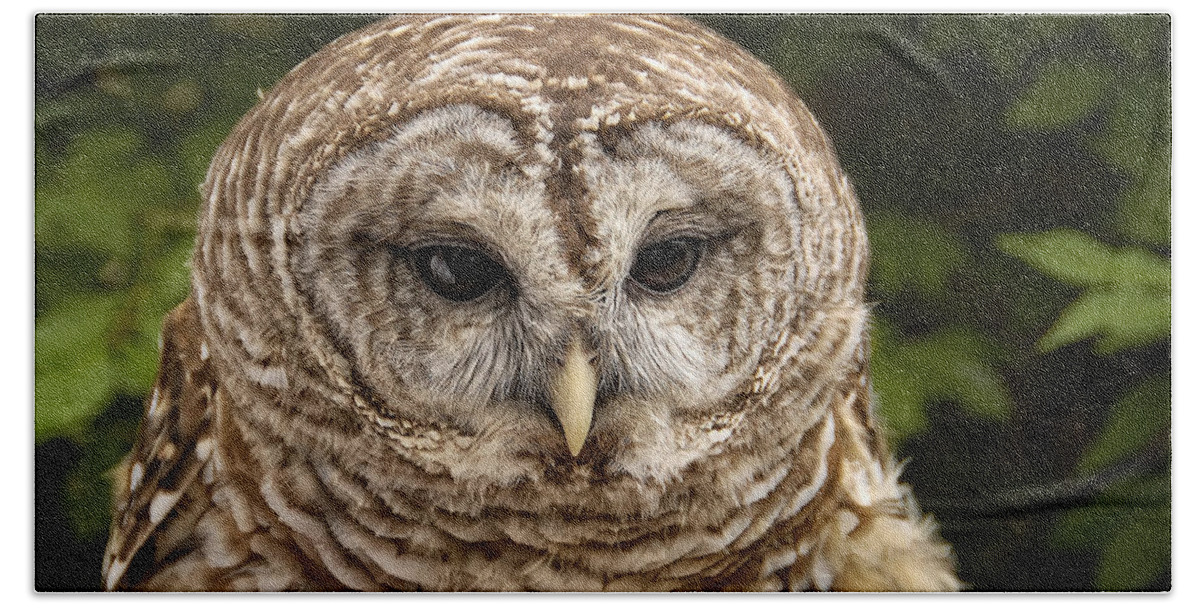 Owl Bath Towel featuring the photograph Barred Owl by Peg Runyan