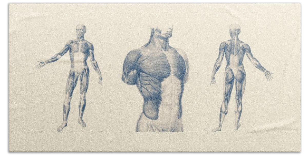 Muscles Bath Towel featuring the mixed media Basic Muscular System - Multi-View - Vintage Anatomy Poster by Vintage Anatomy Prints