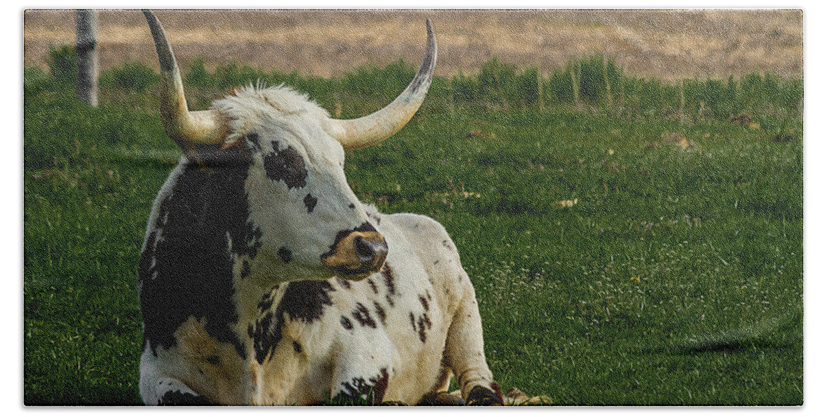 Bovine Hand Towel featuring the photograph Basking in the Sun by Ron Pate