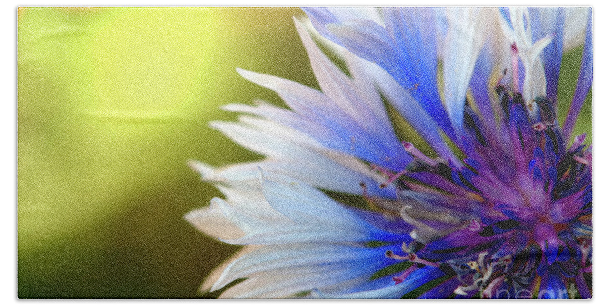 Macro.flower Bath Towel featuring the photograph Batchelors Blue and white button by Baggieoldboy