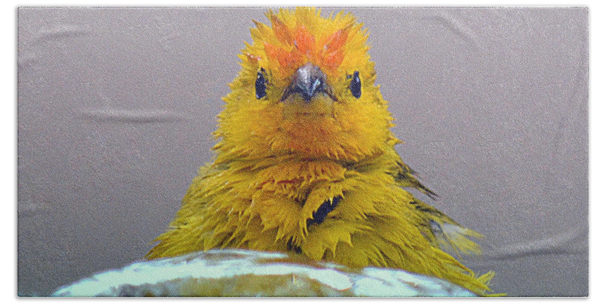 Bird Bath Towel featuring the photograph Bath Time Finch by Lori Seaman