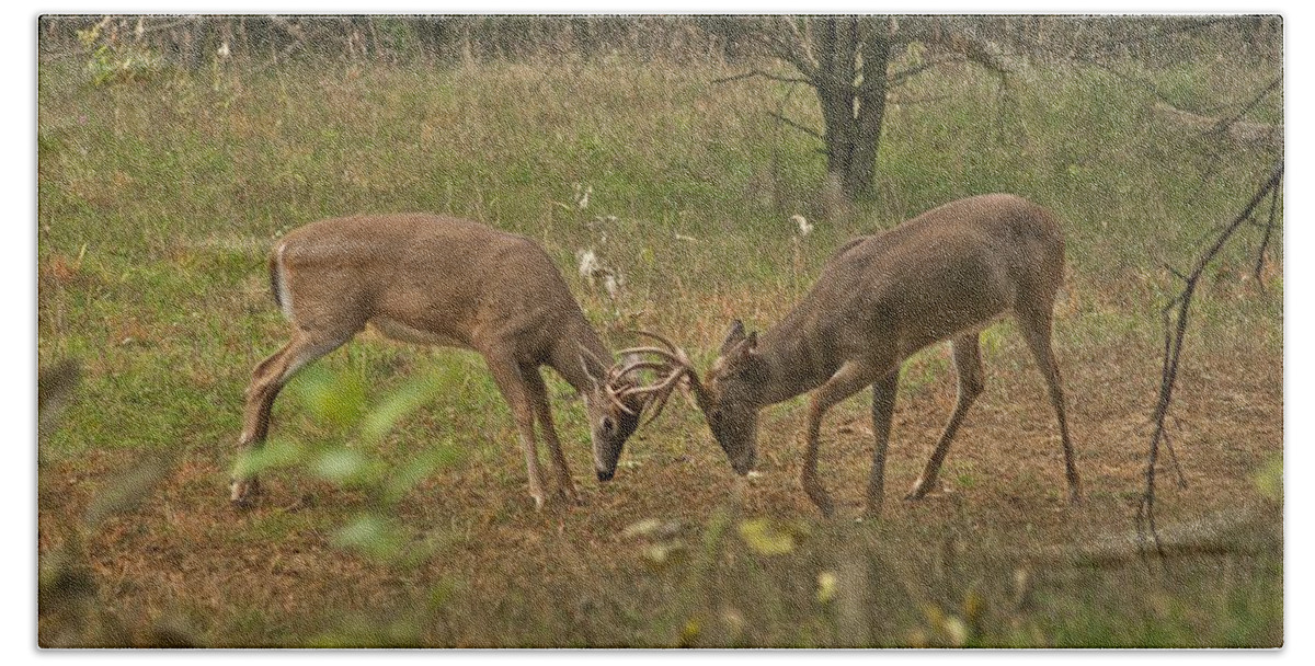 Whitetail Hand Towel featuring the photograph Battling Whitetails 0102 by Michael Peychich