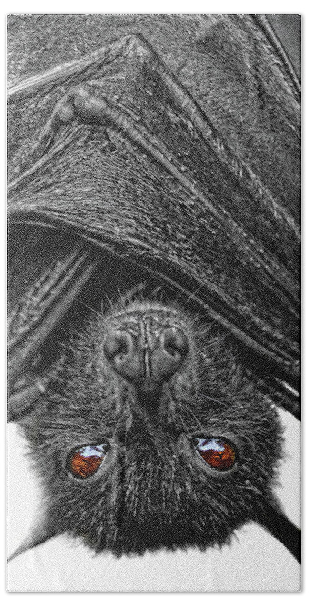 Bat Hand Towel featuring the photograph Be Afraid by Yhun Suarez