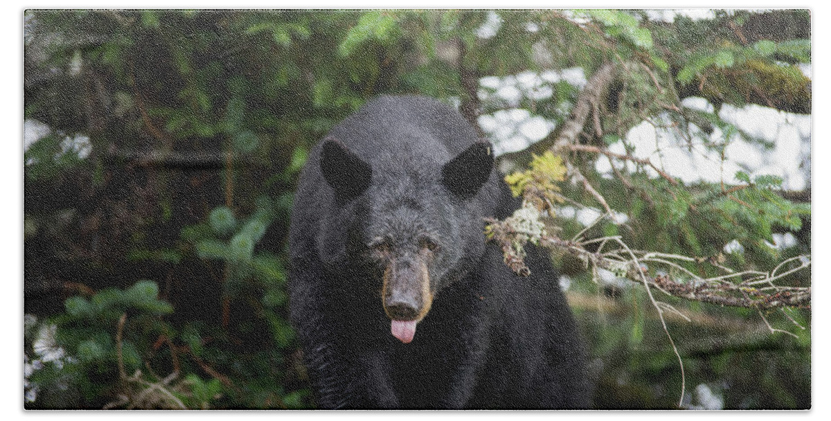 Black Bear Hand Towel featuring the photograph Bear Tongue by David Kirby