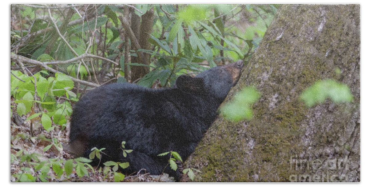 Animals Hand Towel featuring the photograph Bearly Awake by Chris Scroggins