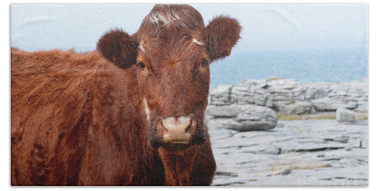 Cow Bath Towel featuring the photograph Beautiful Brown Cow on the Burren in Ireland by DejaVu Designs