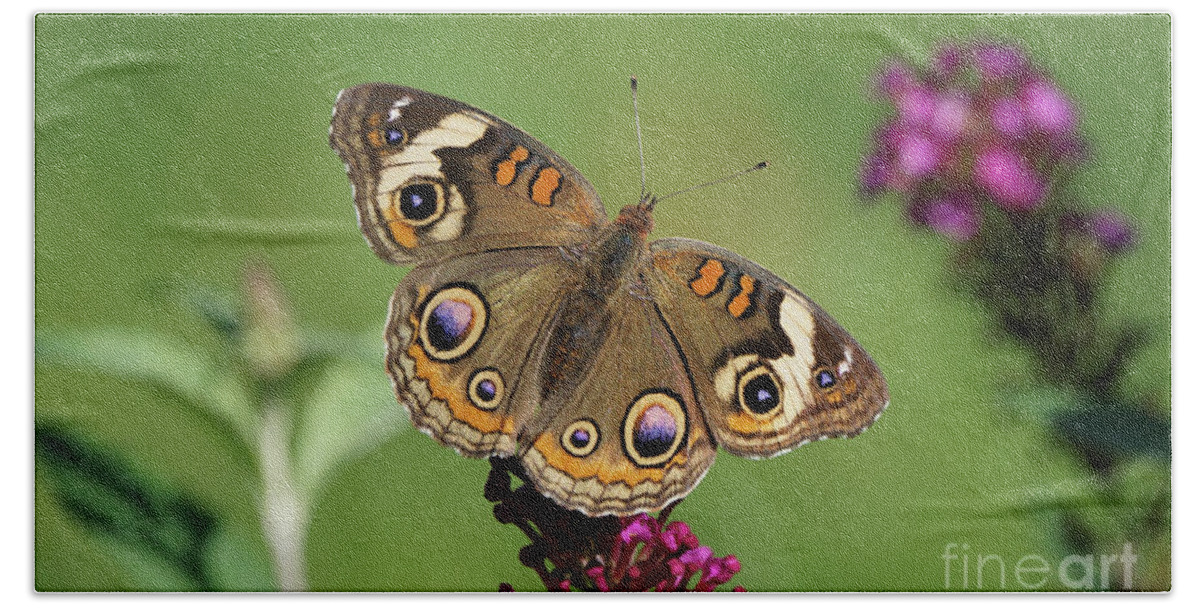 Butterfly Bath Towel featuring the photograph Beautiful Buckeye Butterfly by Robert E Alter Reflections of Infinity