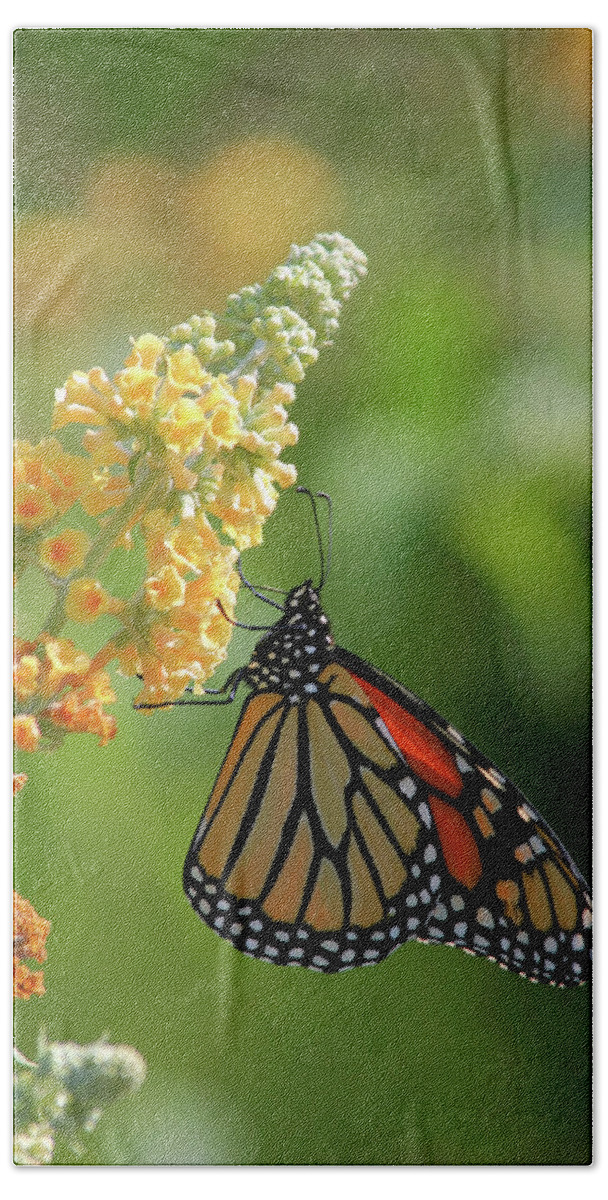 Butterfly Bath Towel featuring the photograph Beautiful Butterfly by Karol Livote