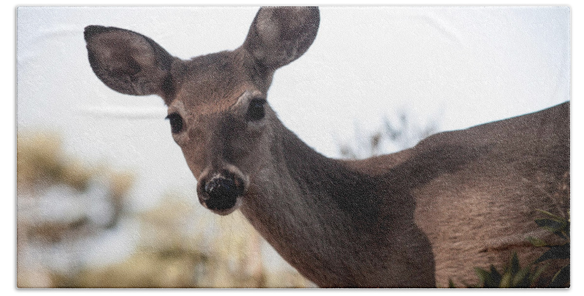 Mammal Bath Sheet featuring the photograph Beautiful Deer by Debra Forand