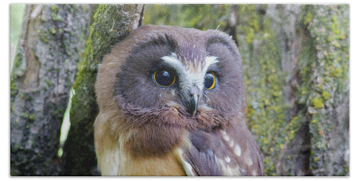 Mark Miller Photos Hand Towel featuring the photograph Beautiful Eyes of a Saw-whet Owl Chick by Mark Miller