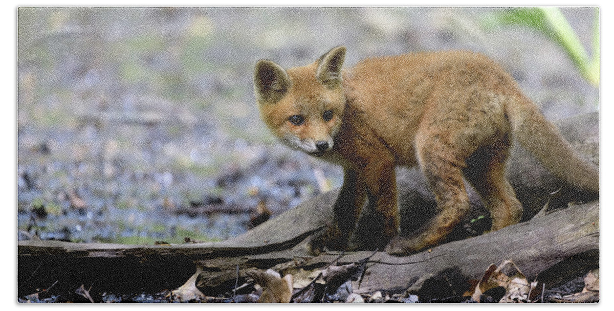 Fox Cub Bath Towel featuring the photograph Beautiful fox cub by Sam Rino