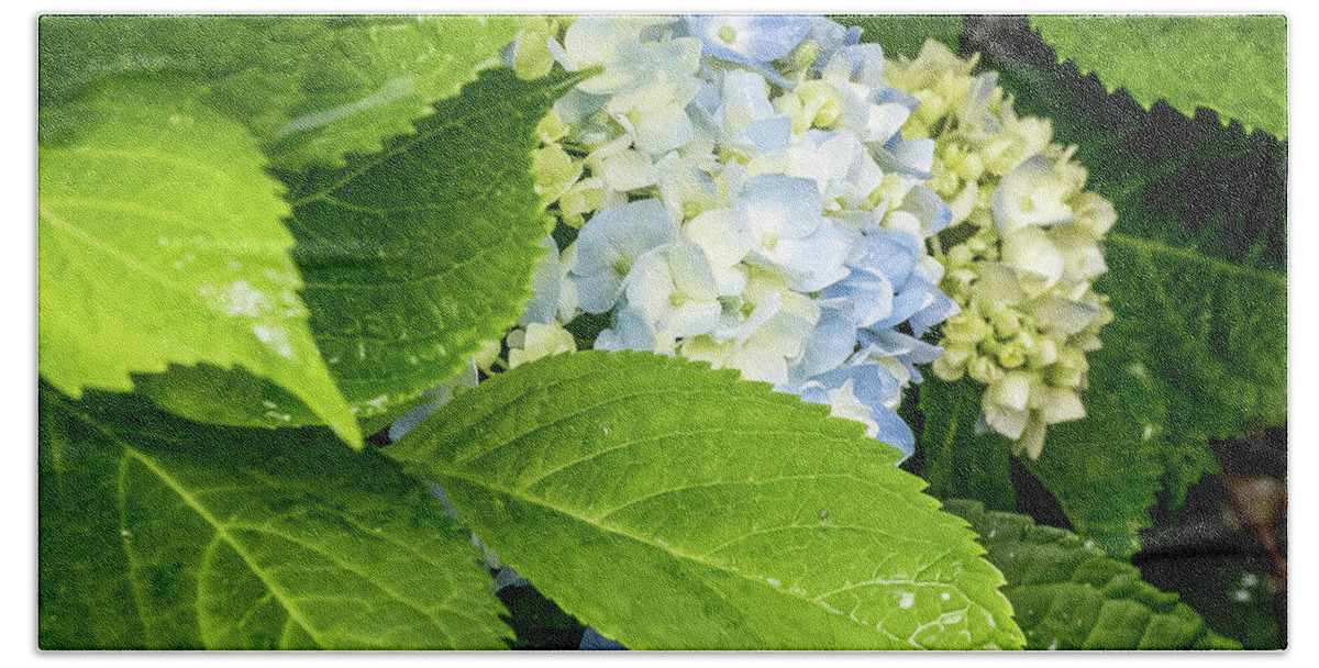 Lily Hand Towel featuring the digital art Beautiful Hydrangea by Ed Stines