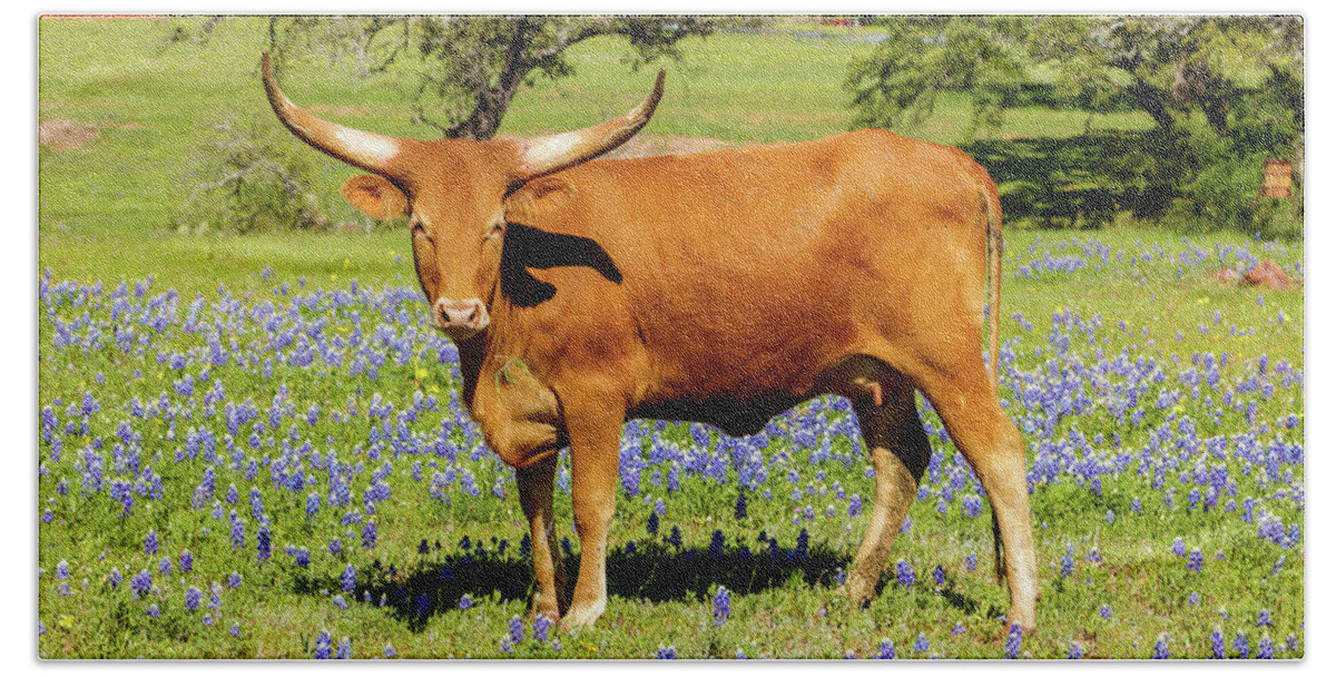 African Breed Bath Towel featuring the photograph Beautiful longhorn cow by Raul Rodriguez