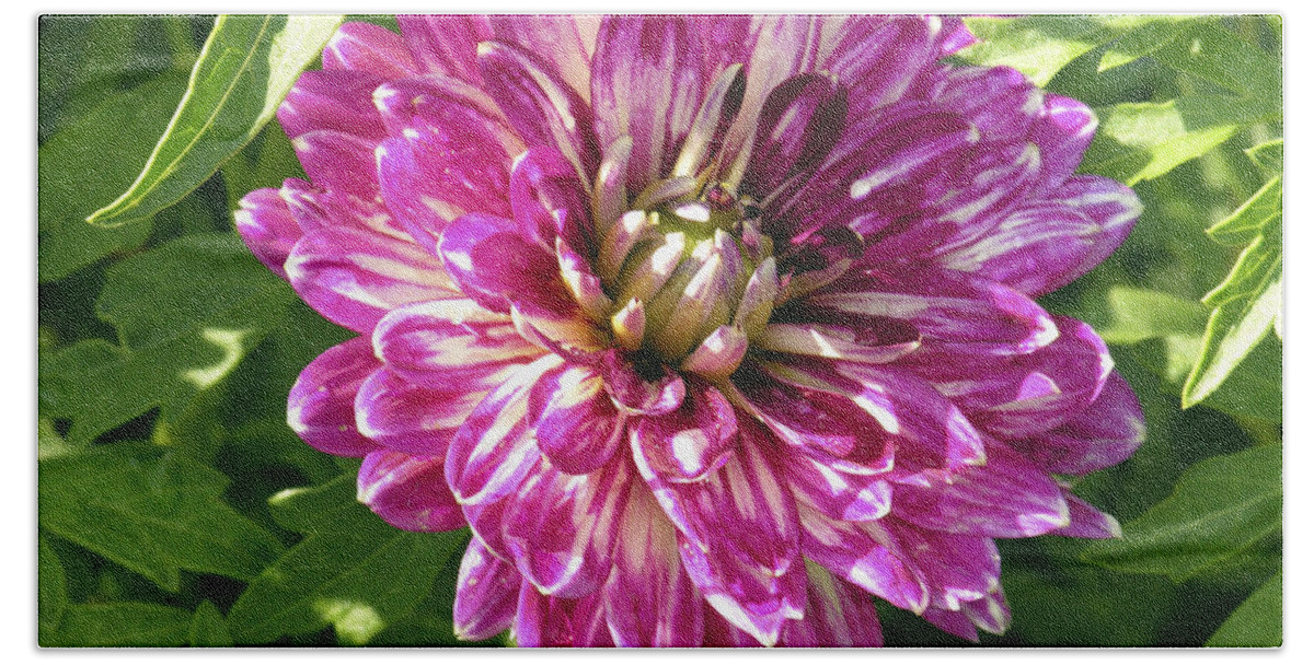 Dahlia Bath Sheet featuring the photograph Beautiful Pink and White Dahlia by Marilyn Hunt