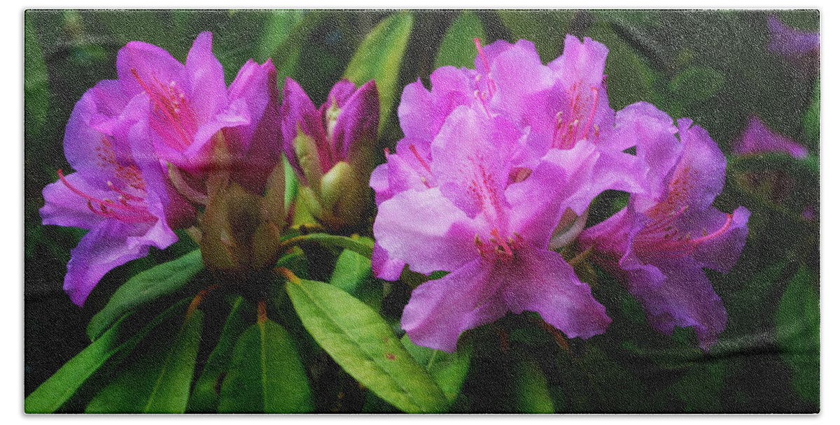 Rhododendron Bath Towel featuring the photograph Beautiful Rhododendrons by Tikvah's Hope