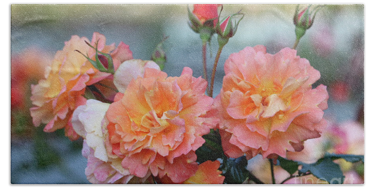Roses Hand Towel featuring the photograph Beautiful Roses by Carol Groenen