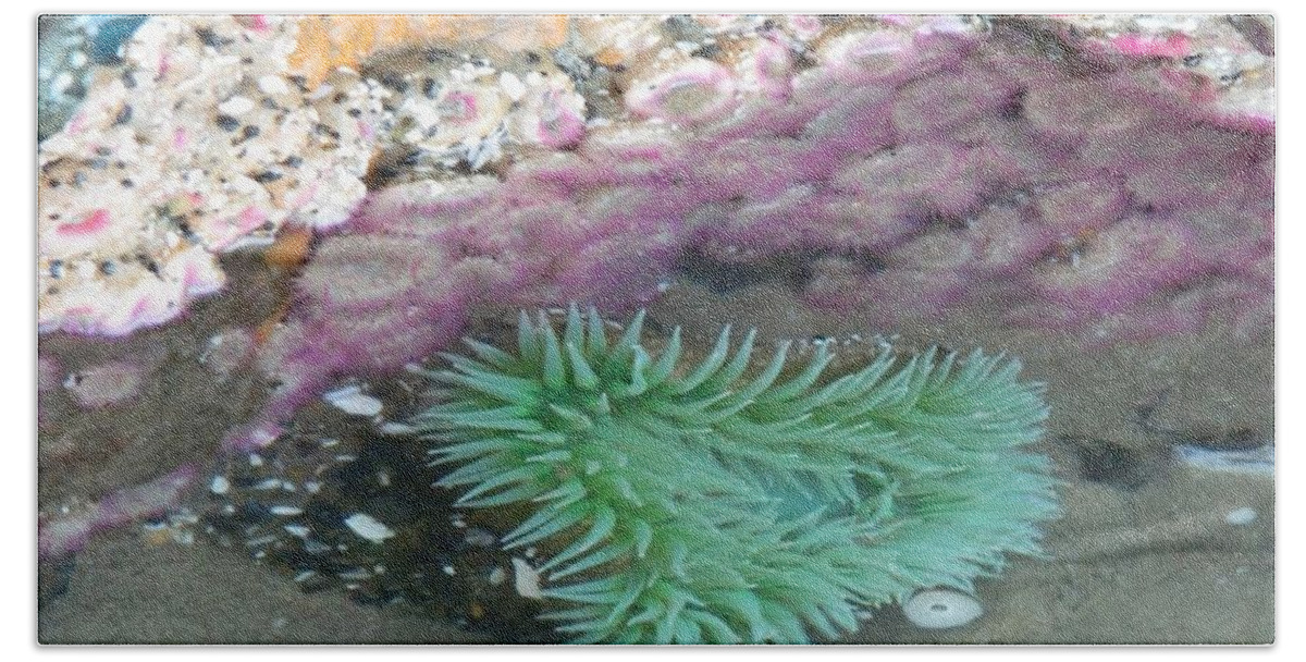 Sea Anemones Bath Towel featuring the photograph Beautiful Sea Anemones by Gallery Of Hope 