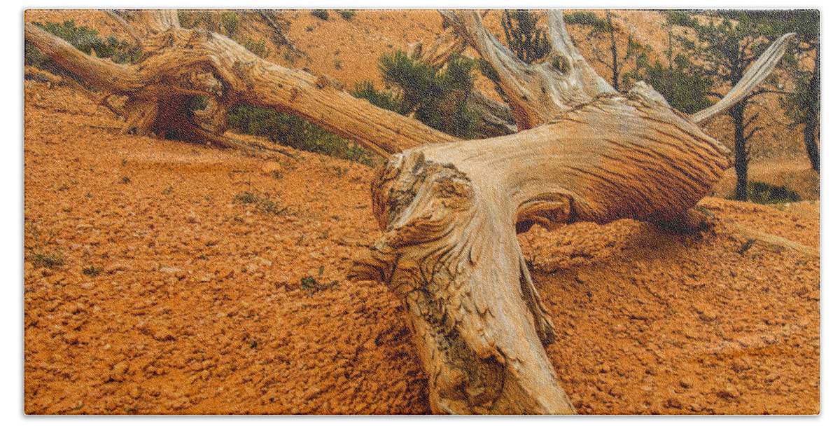 Bryce Bath Towel featuring the photograph Beautiful Snag by Doug Scrima