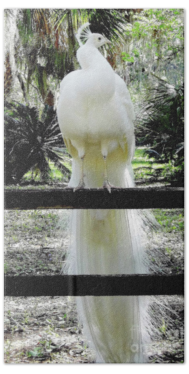 Peacock Bath Towel featuring the photograph Beautiful - White - Peacock by D Hackett