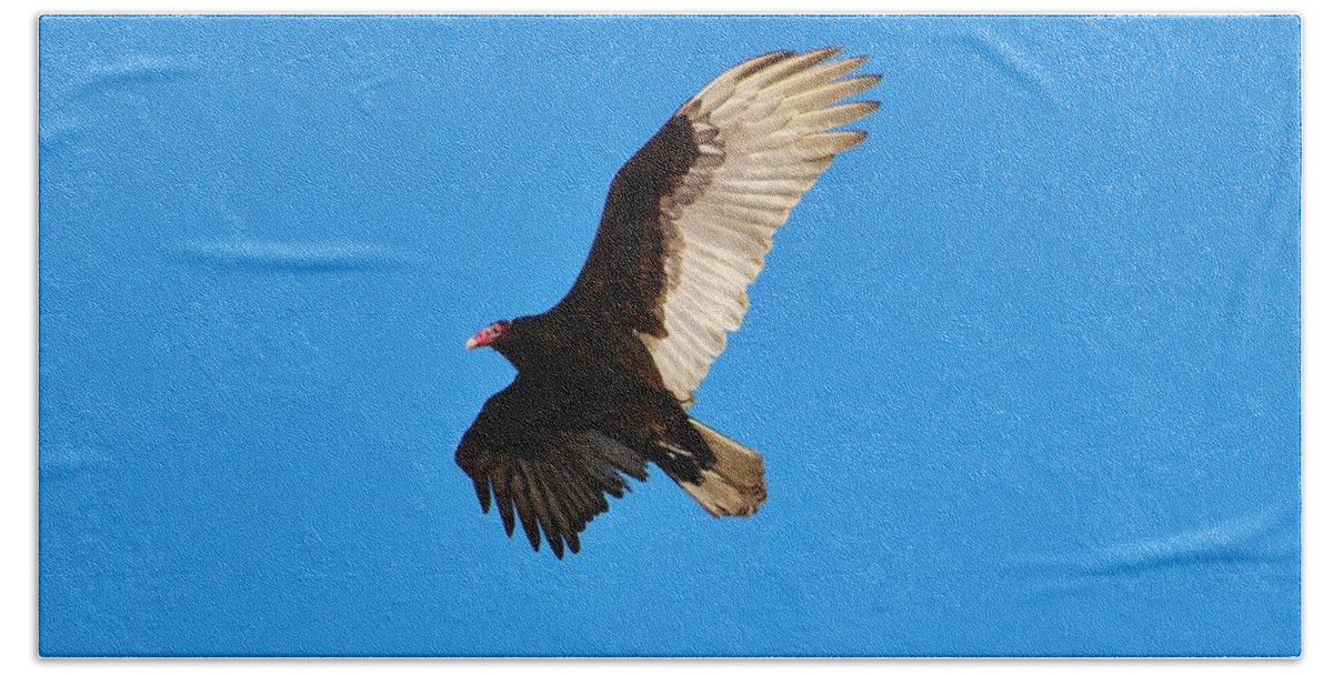 Turkey Vulture Bath Towel featuring the photograph Beautiful Wings by Cynthia Guinn