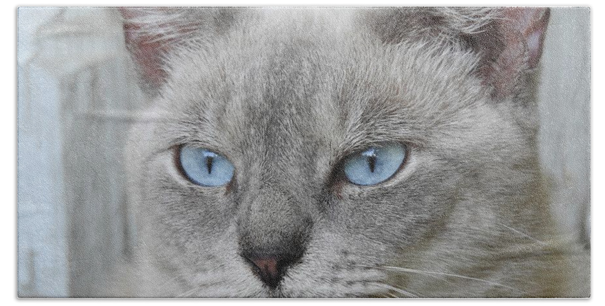 Cat Bath Towel featuring the photograph Beauty Of Blue by Jan Gelders