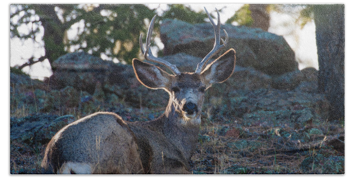 Mule Deer Bath Towel featuring the photograph Bed Down For The Evening by Mindy Musick King