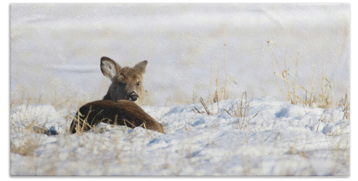 Doe Hand Towel featuring the photograph Bedded Fawn In Snowy Field by Brook Burling