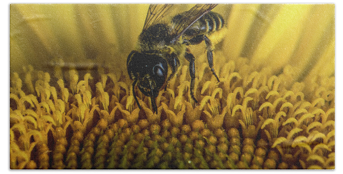 Bee Bath Towel featuring the photograph Bee in a Sunflower by Paul Freidlund