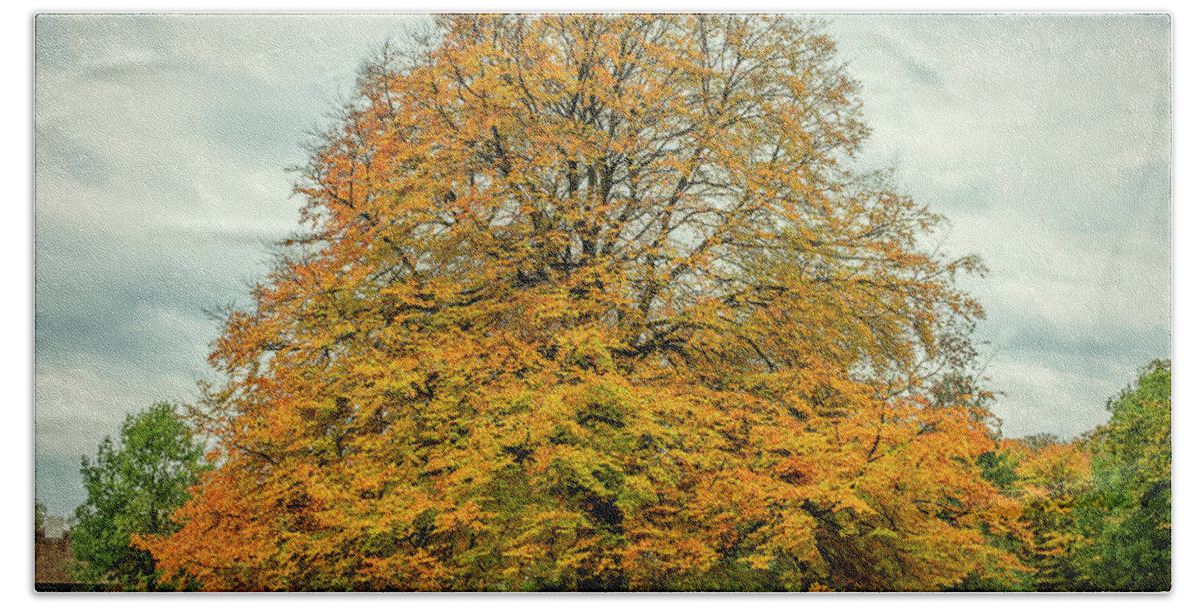 Forest Hand Towel featuring the photograph Beech tree in Autumn by Mike Santis