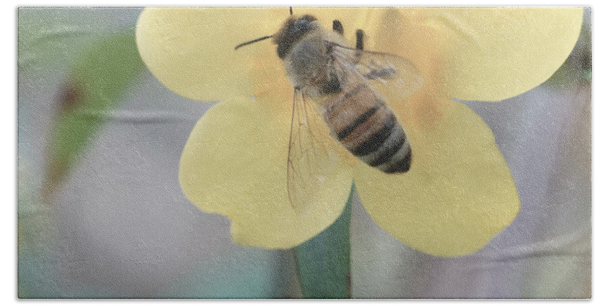 Spring Hand Towel featuring the photograph Bee On Spring Yellow Flower by Katrina Lau