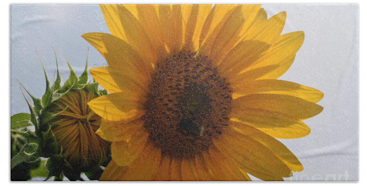Sunflower Hand Towel featuring the photograph Before and After by Nona Kumah