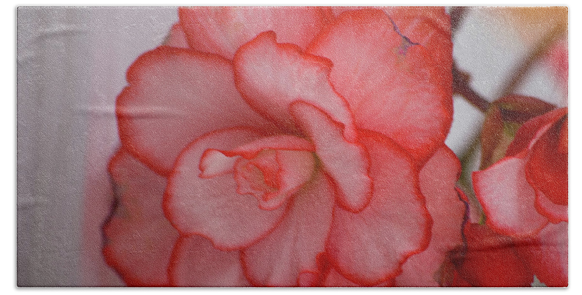 Flower Hand Towel featuring the photograph Begonia Beauty by Lora Lee Chapman