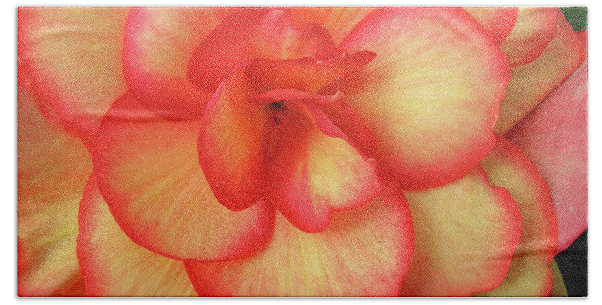 Begonia Bath Towel featuring the photograph Begonia No. 1 by Sandy Taylor