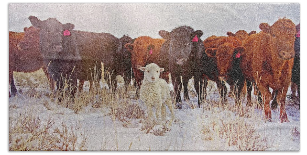 Cattle Bath Towel featuring the photograph Behold by Amanda Smith