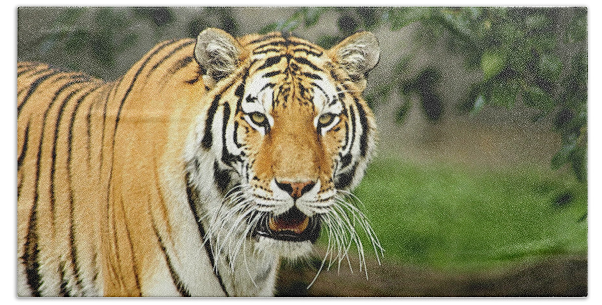 Bengal Tiger Hand Towel featuring the photograph Bengal Tiger by Joann Copeland-Paul
