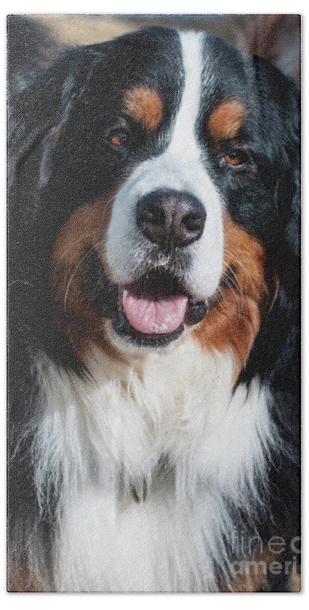 Bernese Hand Towel featuring the photograph Bernese Mountain Dog Portrait by Gary Whitton