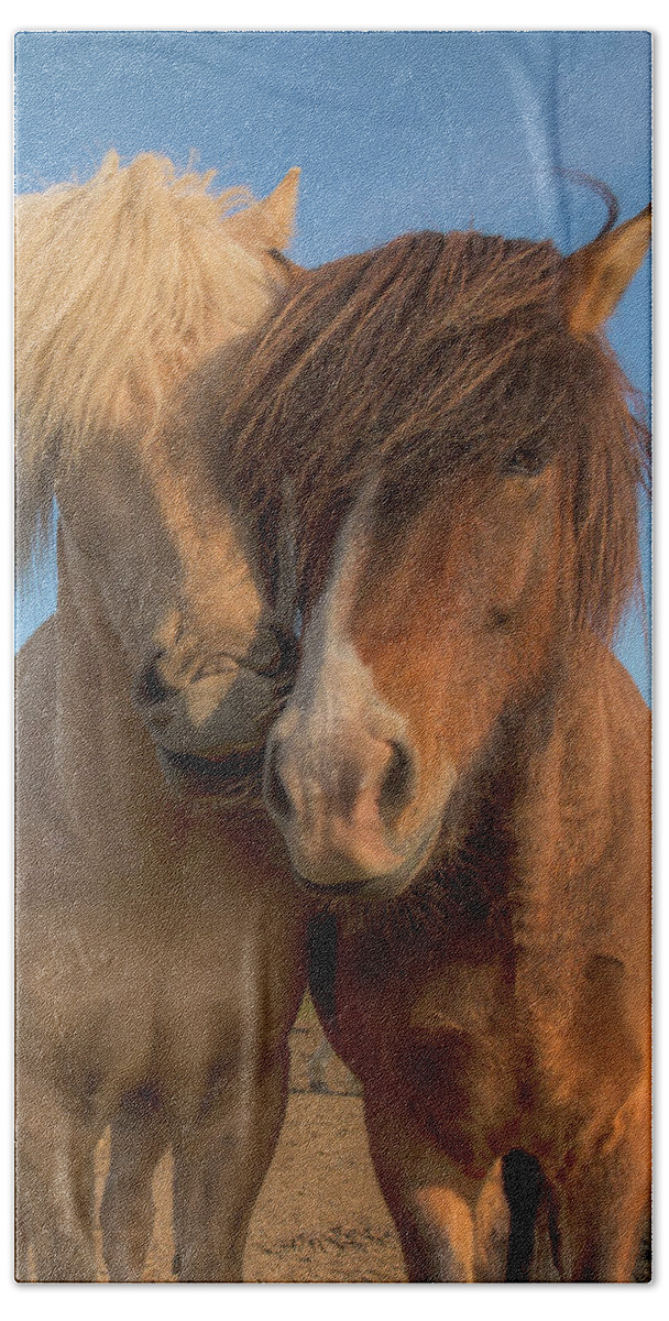 Icelandic Horse Hand Towel featuring the photograph Best Buddies 0643 by Kristina Rinell