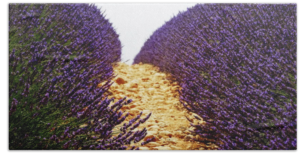 Lavender Bath Towel featuring the photograph Between the Purple by Lainie Wrightson