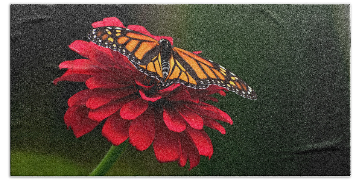 Butterfly Hand Towel featuring the photograph BFF by Jeff Cooper