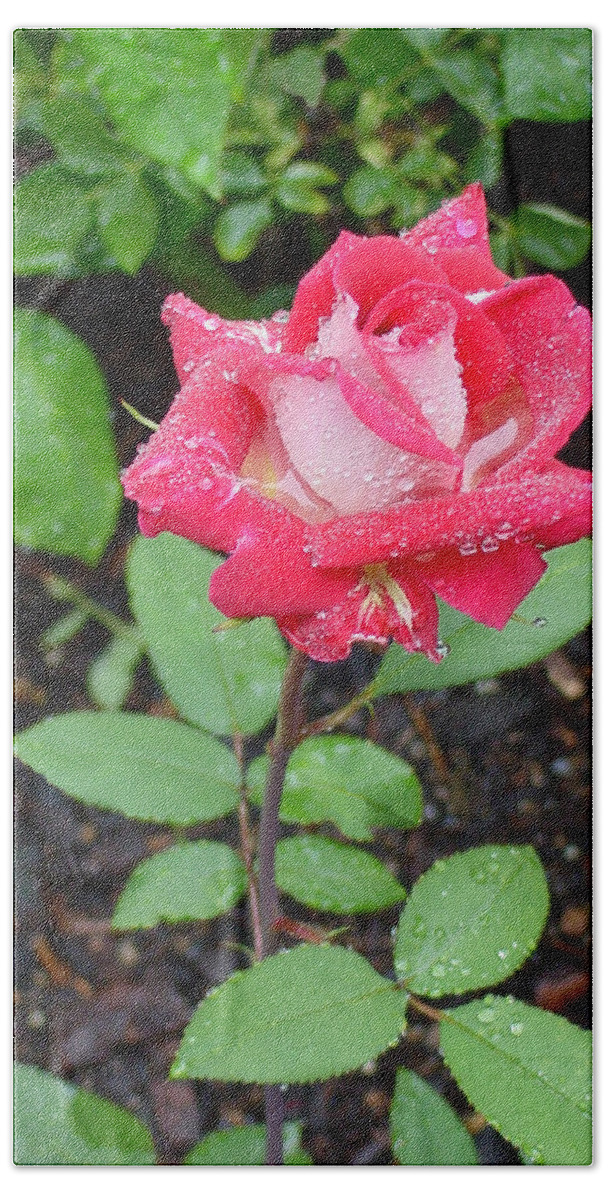 Rose Hand Towel featuring the photograph Bi-colored Rose in Rain by Shirley Heyn