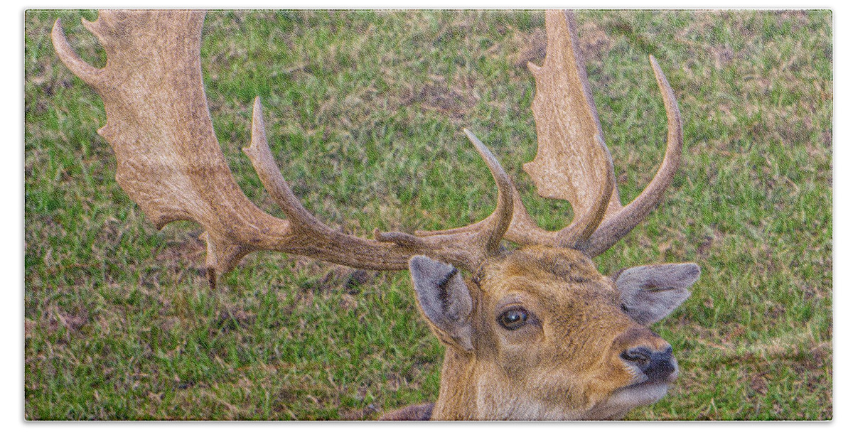 Deer Hand Towel featuring the photograph Big Buck by Dennis Dugan