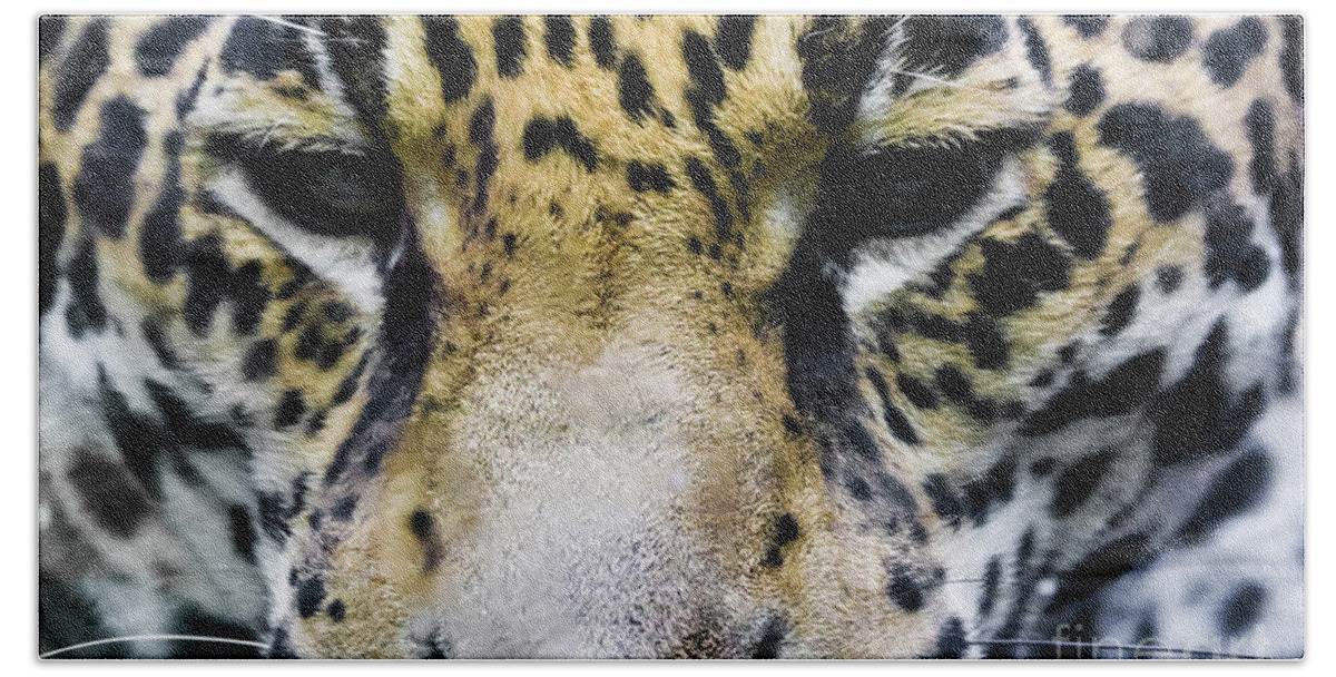 Jaguar Bath Towel featuring the photograph Big Cat by Suzanne Luft