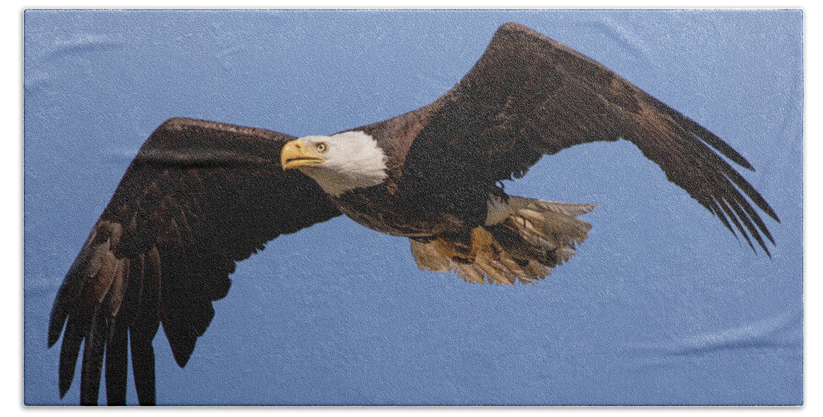 Bald Eagle Bath Towel featuring the photograph Big Eagle by Beth Sargent