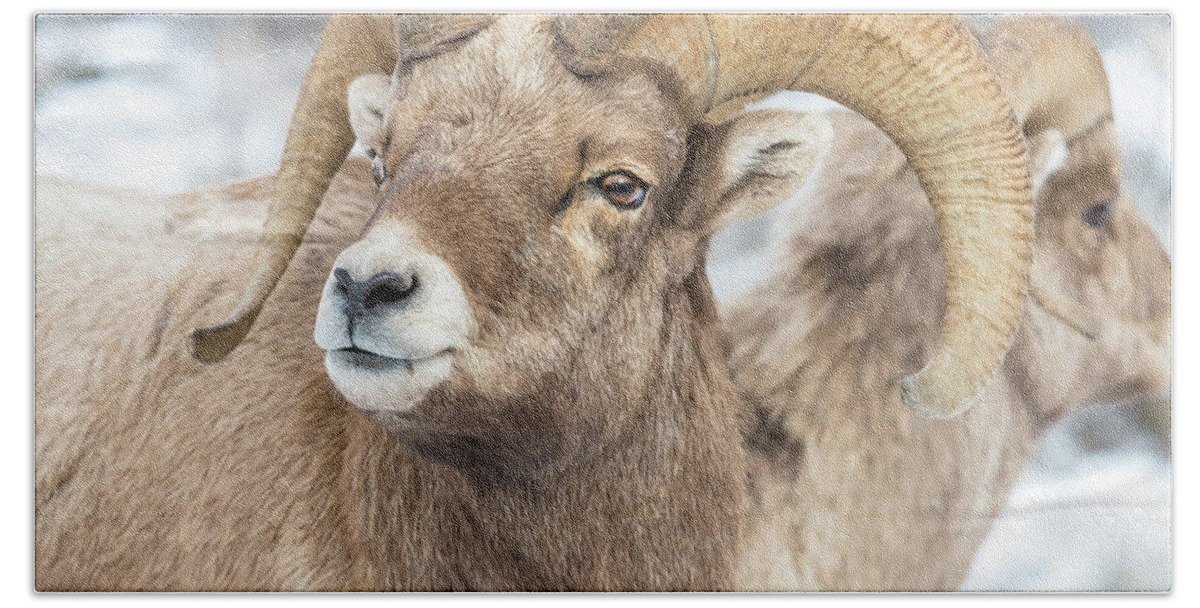 Big-horn Sheep Bath Towel featuring the photograph Big-Horn Competition by Yeates Photography